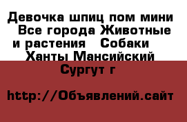 Девочка шпиц пом мини - Все города Животные и растения » Собаки   . Ханты-Мансийский,Сургут г.